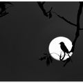 Art Prints of Nightingale of my dreams