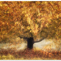 Gold colors