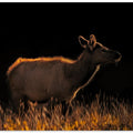 Art Prints of A Cow at Sunset