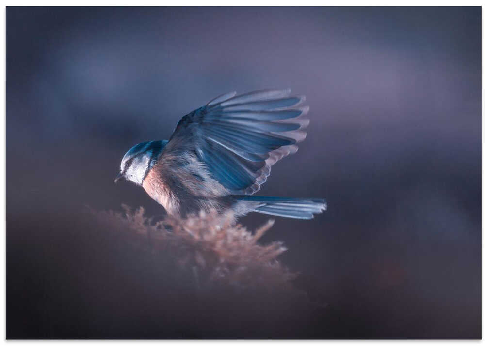 A bird world VIII