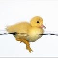 Art Prints of Patito amarillo
