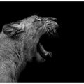 Art Prints of Lioness in low key