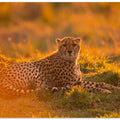 Art Prints of Into the golden light