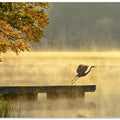 Art Prints of Morning flight