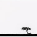 Africa