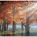 Sunny Cypress Trees