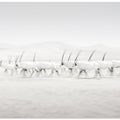 Art Prints of Movement