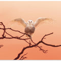 Art Prints of Morning greeting