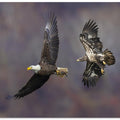 Art Prints of Closing in on the meal