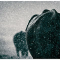 Art Prints of Rainy season