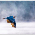 Art Prints of Morning Flight