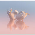 Two Pelicans