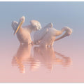Two Pelicans