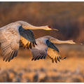Art Prints of Love Birds