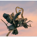 Art Prints of Oriental Darter feeding Juveniles