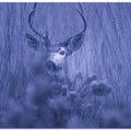 Art Prints of winter night