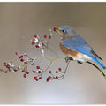 Art Prints of Blue bird in winter