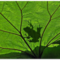 Art Prints of A Silhouette