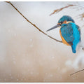 Art Prints of Common kingfisher