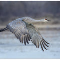 Art Prints of A Sandy Hill Crane in Flight