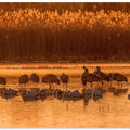 Art Prints of Morning Bath