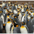 Art Prints of King penguin colony