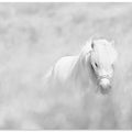 Art Prints of White horse