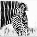 Art Prints of Fashionable black and white