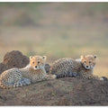 Art Prints of Cheetah cubs
