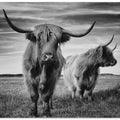 Art Prints of I am the boss
