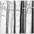 Spring trees