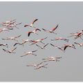 Art Prints of Greater Flamingos in flight