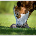 Art Prints of cow deer love