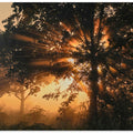 Burning tree