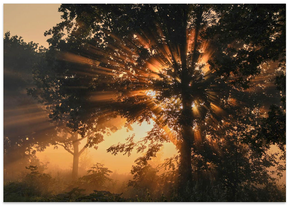 Burning tree