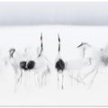 Art Prints of Calligraphic ballet