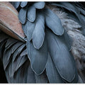 Art Prints of Feather