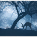Art Prints of Misty Winter Morning