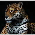 Art Prints of Captive wild
