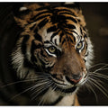 Art Prints of Tigers