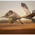 Art Prints of Flying over