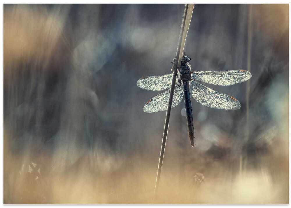 Wings