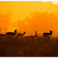 Art Prints of An evening in Nature