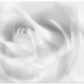 Hint of a rose