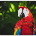 Art Prints of Colorful Parrot