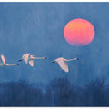 Art Prints of Foggy Sunrise