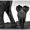 Art Prints of Together