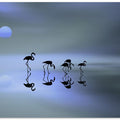Art Prints of group of flamingos