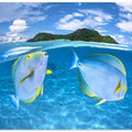 Art Prints of Dussumier's surgeonfish