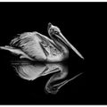Art Prints of Reflection